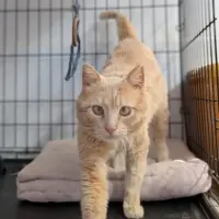Adopta a Dorito