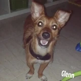 Adopta a Glenn