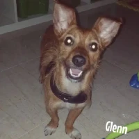 Adopta a Glenn