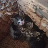Adopta a Gato