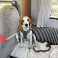 Adopta a Dexter