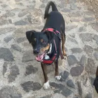 Adopta a Chop