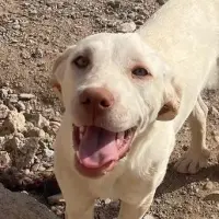 Adopta a Nata