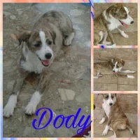 Adopta a Dody