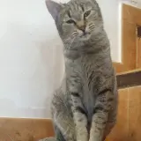 Adopta a Ceres