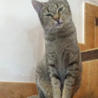 Adopta a Ceres