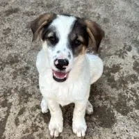 Adopta a Ralph