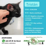 Adopta a Tristán