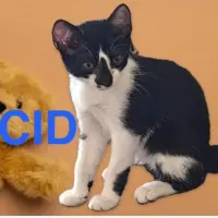 Adopta a Cid