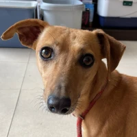 Adopta a Pepita Pulgarcita