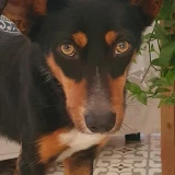 Adopta a Maggie