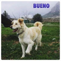 Adopta a Bueno