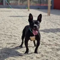 Adopta a Saturnino