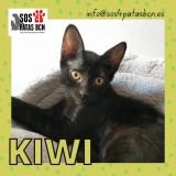 Adopta a Kiwi