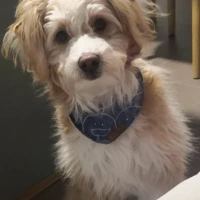 Adopta a Thor