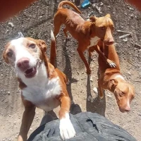 Adopta a Marnie Y Sus Hijos Maccartney Y Macgyver