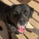 Adopta a Cabezon