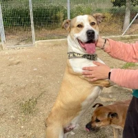 Adopta a Zeus