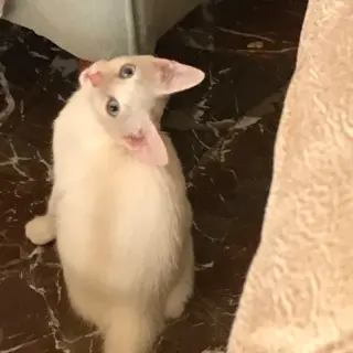 Lilith