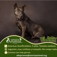 Adopta a Black