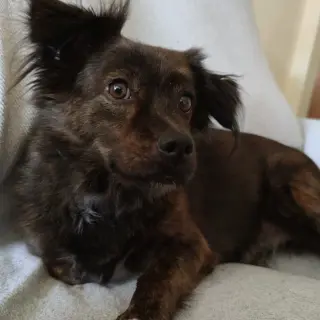 Bobi