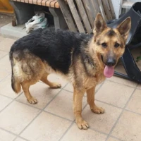 Adopta a Max