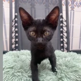 Adopta a Blacky