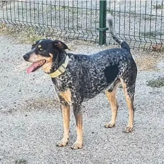 Martín