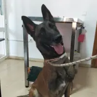 Adopta a Zoe