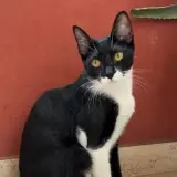 Adopta a Wanda