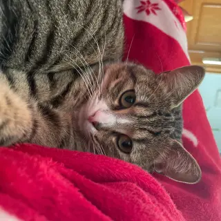Otto