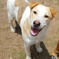 Adopta a Lobita