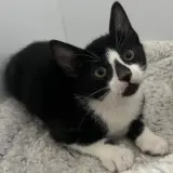 Adopta a Albí