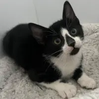 Adopta a Albí