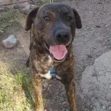 Adopta a Garri