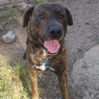 Adopta a Garri