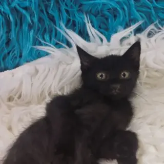 Maya