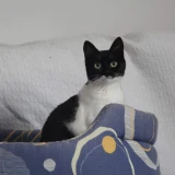 Adopta a Lulú