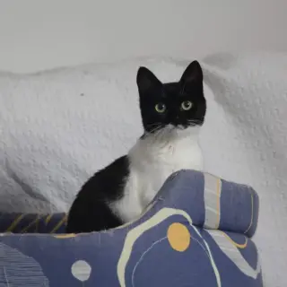 Lulú