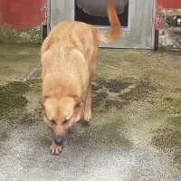 Adopta a Freya