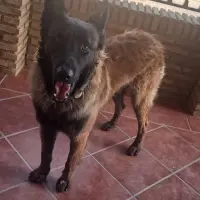 Adopta a Milo