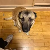 Adopta a Kira