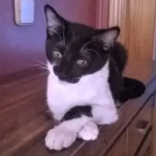 Zeus
