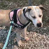 Adopta a Alania