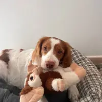 Adopta a Lui