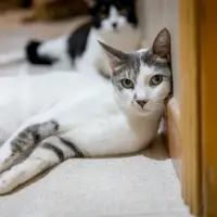 Adopta a Nicos