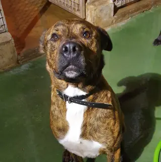 Osito