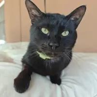 Adopta a Mpappe