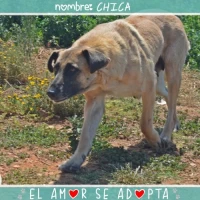 Adopta a Chica