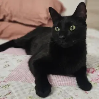 Óscar